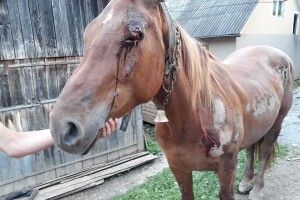 Живоїд прив'язав коня до машини та протягнув його дорогою