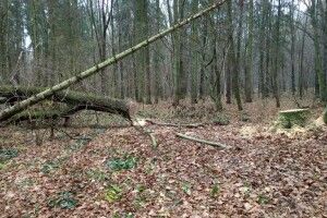 На Волині затримали автомобіль з дубами, який фігурує у кількох справах