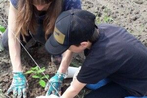 Пророщені на підвіконні дуби висадили в шкілку