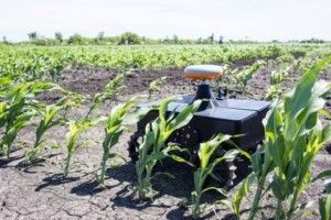 Стан кукурудзи на полях визначить штучний інтелект