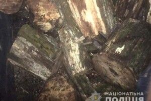 На Рівненщині поліцейські відібрали у чоловіка дубові дрова