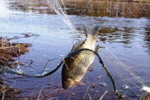 За пів кілограма риби волинянин отримав судимість і штраф