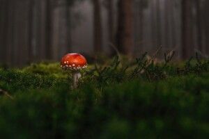 Рівнянка пішла по гриби й не повернулася: жінку розшукують правоохоронці