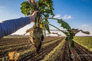 За 30 років посіви цукрових буряків на Волині зменшилися учетверо