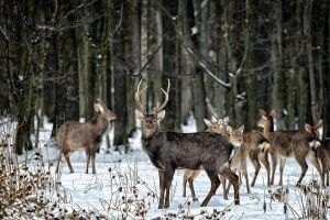 Фотомисливець наклацав у зимовому лісі плямистих оленів (Фото)