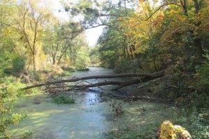 На Житомирщині загинув рибалка: автівка, в якій він спав, скотилася у воду