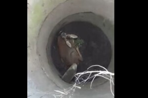 На Волині упіймали браконьєрів і врятували косулю, яка впала у закинутий колодязь