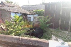 Скажений бик поранив двох українців, поліцейські кулі його не зупинили (Відео)