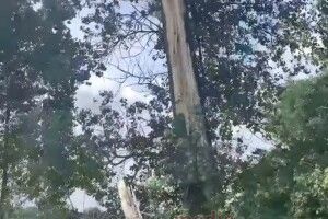 На Ковельщині  від  удару блискавки дерево розкололося наполовину