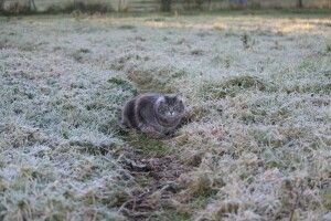 До України йде різке похолодання із заморозками та сильним вітром