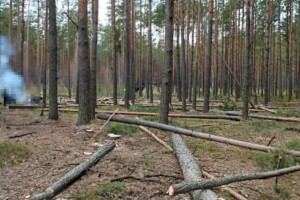 Рубали ліс біля кордону: на півночі Рівненщини спіймали чотирьох чоловіків