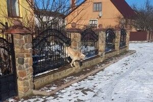 На Рівненщині собака застряг в металевій огорожі