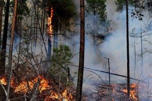 Лісові пожежі на Волині та Рівненщині – наслідки ворожих атак та людської недбалості