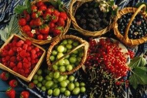 У Польщі частково знищені ягідні плантації