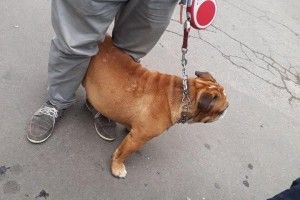 У Рівному покарали власника собаки, яка налякала дитину