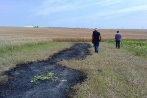 Біля Луцька ледь не згоріло 87 гектарів пшеничного поля