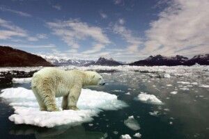 Льодовики танутимуть, океани піднімуться на метр — заява Всесвітньої метеорологічної організації