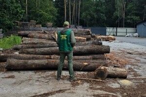 На Волині викрили базу чорних лісорубів