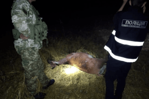 На Волині браконьєри жорстоко розстріляли оленя (Фото) 