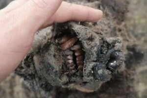 Знайшли ідеально збереженого ведмедя льодовикового періоду