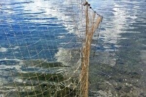 На Горохівщині рибінспекція оштрафувала власника ставка 