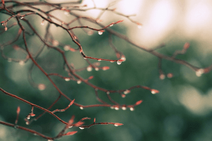 Якою буде погода в ці дні на Волині