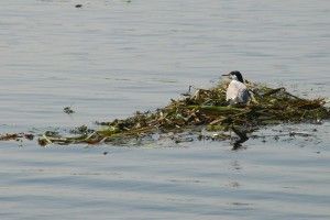 Проведено очистку річки Стохід (Фото)