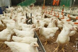 У Франції хочуть знищити мільйон индиків, качок та курей