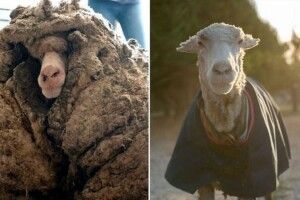 Баран мало не помер через свою 35-кілограмову вовну
