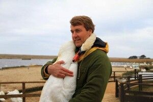 Хлопець врятував дикого лебедя, і в знак подяки той не перестає його обіймати… (Фото)