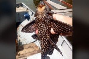 Впіймали рибу у кольчузі лицаря