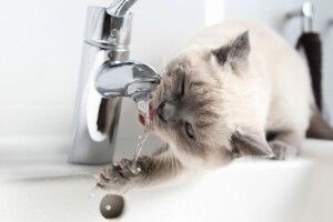 У Луцьку завтра на трьох вулицях цілий день не буде води