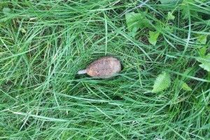 На Волині піротехніки знищили три боєприпаси часів Другої світової війни