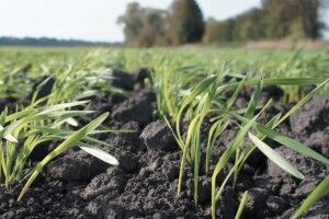 На Волині завершили посів ранніх зернових
