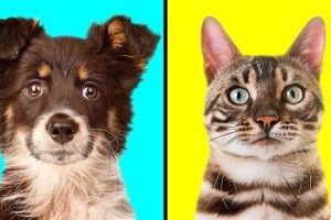 Сьогодні волинські Мурчики та Гавчики мають повне право качати свої права