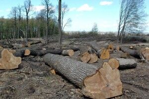 Частина лісів Старовижівщини піде під сокиру 