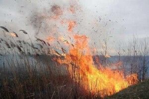 У Рівному палав очерет на березі Басового Кута