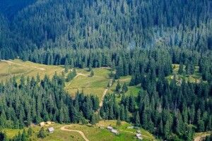 Третю добу розшукують 91-річного грибника