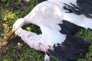 Зачепився за хрест церковного купола: як визволяли лелеку