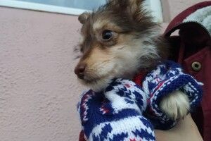 У Луцьку маленьке цуценя щиро вірить у передноворічне диво (Фото)