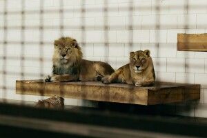 У Луцькому зоопарку помер 17-річний лев (Фото)  
