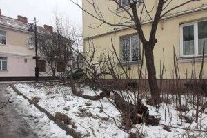 У Старому місті впало аварійне дерево, яке обіцяли зрізати до кінця 2021-го