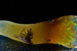 Дивний камінь з... жуком, якого не знає наука