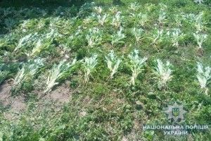 За вирощування маку 35-річна жителька Рівненщини може сісти за ґрати