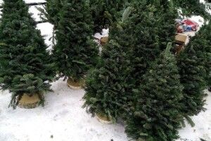 Одеситам за ялинки роздали 20 тисяч цукерок