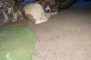У луцькому дворі під авто сидять підкинуті цуценята: малих просять врятувати