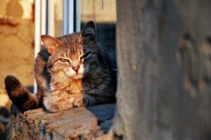 Погода на п'ятницю, 28 травня: на Пахомія Бокогрія запахне похолоданням