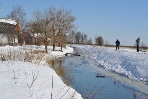 На Волинь із теплих країв вже повернулися граки та шпаки