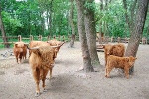 Рівненський зоопарк шукає робітників у відділ копитних тварин