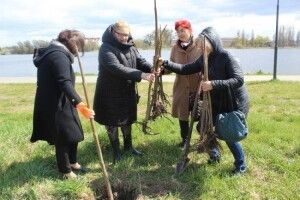 У Ковелі висадили рідкісні павлонії